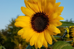 20200912_074748-scaled